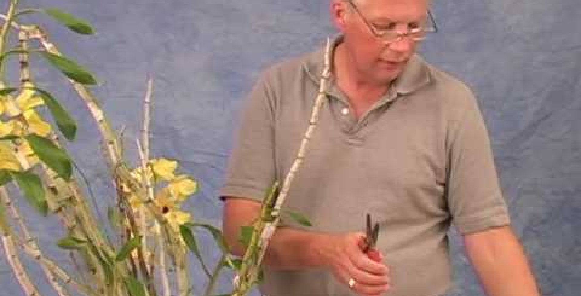 Removing a Keiki - American Orchid Society